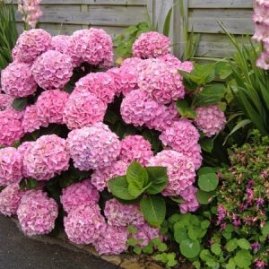 Gói 5 hạt giống hoa cẩm tú cầu nhiều màu