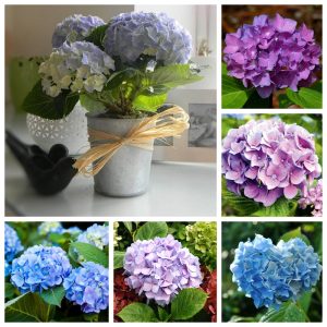 Combo 10 cây giống cẩm tú cầu hàng chiết cành, cây dễ trồng nơi mát mẻ