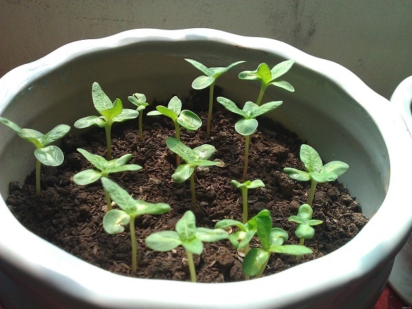 Gói 5 hạt giống hoa cẩm tú cầu nhiều màu