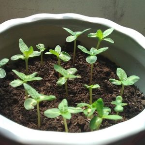 Gói 5 hạt giống hoa cẩm tú cầu nhiều màu