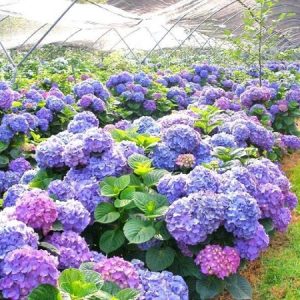 Chậu cây hoa cẩm tú cầu - cây trưởng thành đang có nụ sẵn