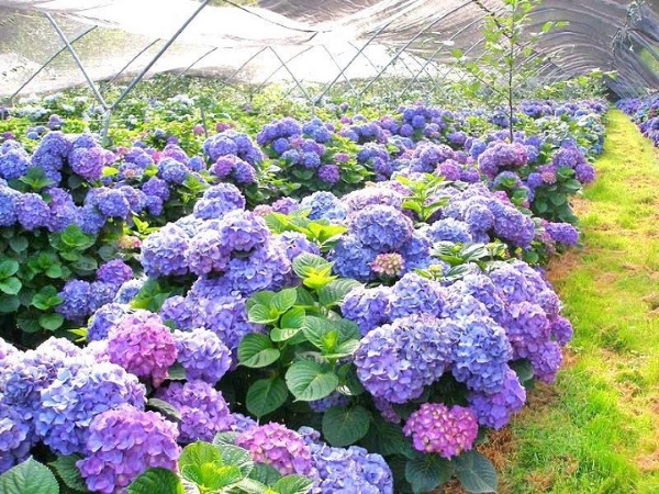 Combo 10 cây giống cẩm tú cầu hàng chiết cành, cây dễ trồng nơi mát mẻ