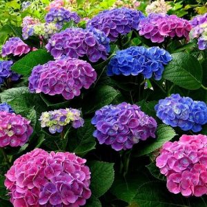 Gói 5 hạt giống hoa cẩm tú cầu nhiều màu