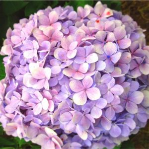 Combo 10 cây giống cẩm tú cầu hàng chiết cành, cây dễ trồng nơi mát mẻ