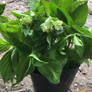 Chậu cây hoa cẩm tú cầu - cây trưởng thành đang có nụ sẵn