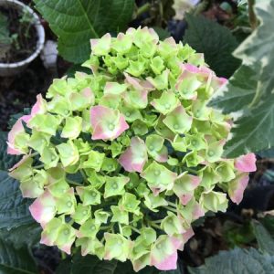 Cây cẩm tú cầu chuẩn Hà Lan cho hoa to đẹp - cây trưởng thành