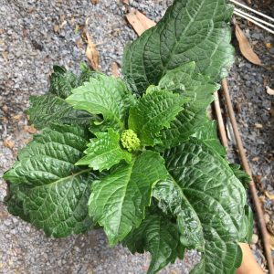 Cây cẩm tú cầu chuẩn Hà Lan cho hoa to đẹp - cây trưởng thành