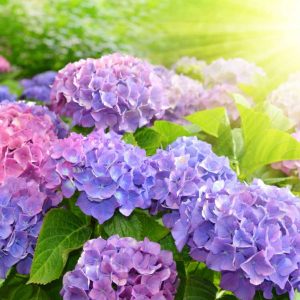 Cây cẩm tú cầu chuẩn Hà Lan cho hoa to đẹp - cây trưởng thành