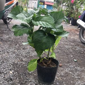 Cây cẩm tú cầu chuẩn Hà Lan cho hoa to đẹp - cây trưởng thành