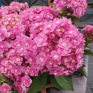 Chai 20ml phân bón lá Tano-vàng