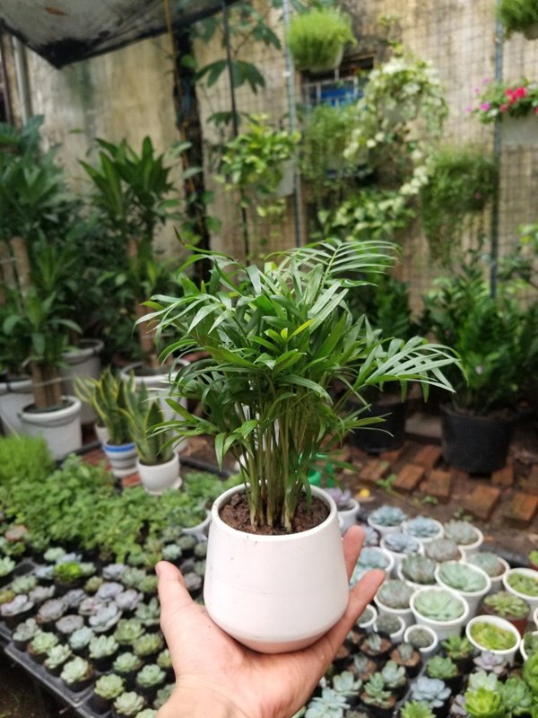 can-gi-may-loc-khong-khi-khi-cay-cau-tieu-tram-da-co-kha-nang-nay-cau-tieu-tram-1584461111-92-width600height800-72a15c91-a7be-4295-a6d8-dcca5d396ac4