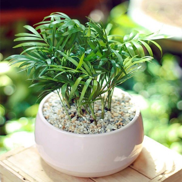 can-gi-may-loc-khong-khi-khi-cay-cau-tieu-tram-da-co-kha-nang-nay-cay-cau-tieu-tram-1-1584461111-32-width600height600-4ee9fbb6-5597-4f8c-b416-ec059dba5aad