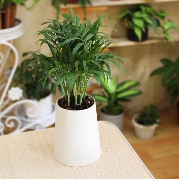 can-gi-may-loc-khong-khi-khi-cay-cau-tieu-tram-da-co-kha-nang-nay-main-qimg-179601e4d380f388e5f1d767af6dfc26-1584461111-625-width600height600-fb8e5704-653e-47f1-876d-59eb6e692cda