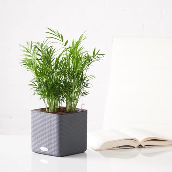 can-gi-may-loc-khong-khi-khi-cay-cau-tieu-tram-da-co-kha-nang-nay-unnamed-1-1584461111-787-width600height600-12d00b72-0c43-4678-b772-15aa30654911