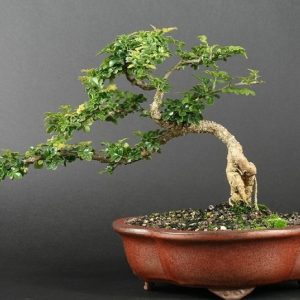 Cây giống Cần thăng bonsai cao 45cm - 50cm - CayGiongTot