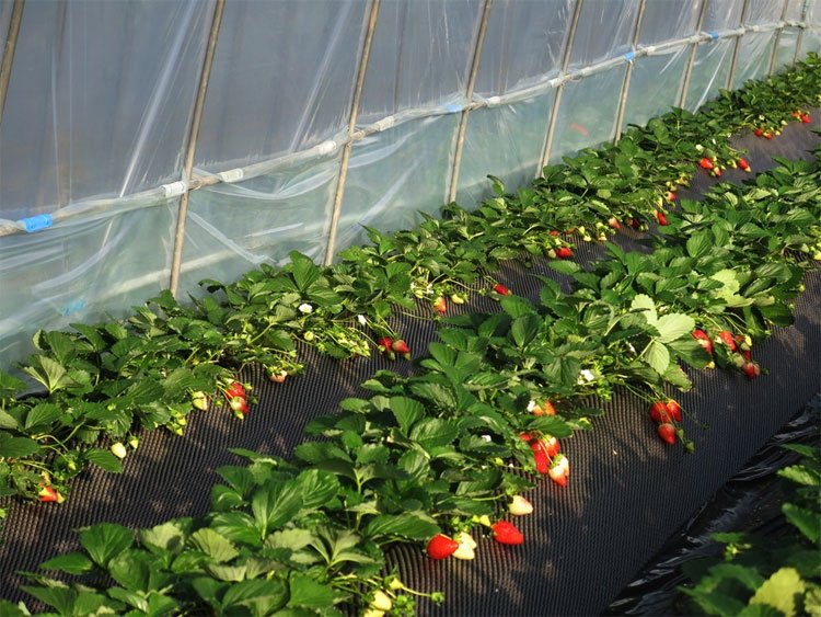 canh-tac-dau-tay-1-1-2-1 Mô hình canh tác triệu USD ở "Vương quốc dâu tây" của Nhật