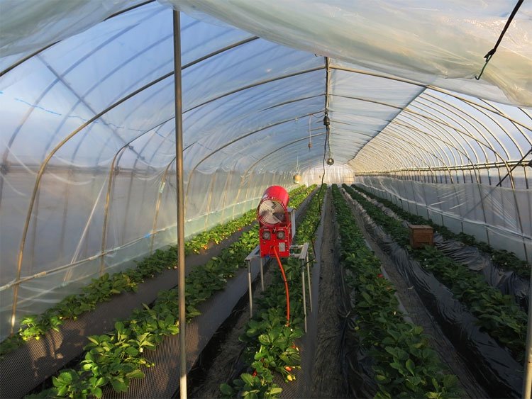 canh-tac-dau-tay-1 Mô hình canh tác triệu USD ở "Vương quốc dâu tây" của Nhật