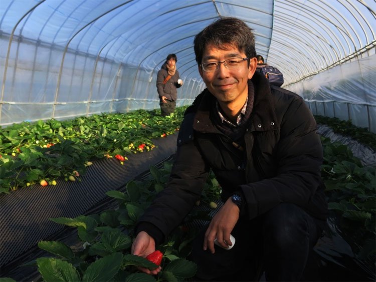 canh-tac-dau-tay-3-4 Mô hình canh tác triệu USD ở "Vương quốc dâu tây" của Nhật