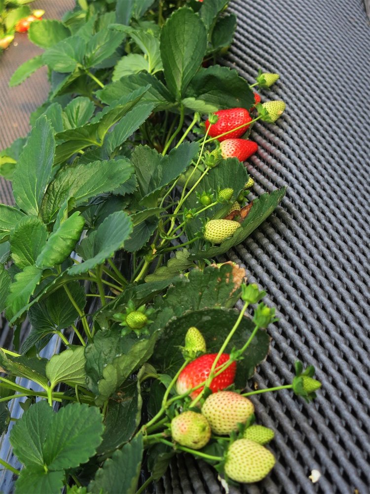 canh-tac-dau-tay-4-5