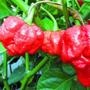 Ớt Carolina cây đang trái - ớt cay nhất thế giới - Capsicum chinense 'Carolina Reaper'