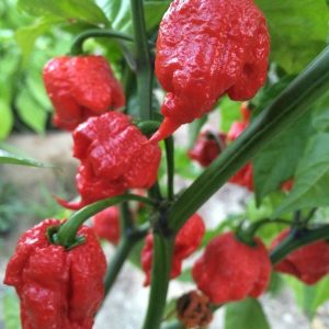 Ớt Carolina cây đang trái - ớt cay nhất thế giới - Capsicum chinense 'Carolina Reaper'