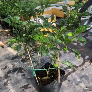 Ớt Carolina cây đang trái - ớt cay nhất thế giới - Capsicum chinense 'Carolina Reaper'