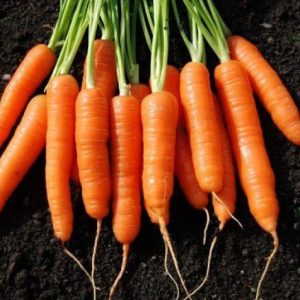 Gói 5g hạt giống cà rốt New Kuroda