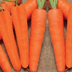 Gói 5g hạt giống cà rốt New Kuroda