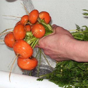 Gói 1g hạt giống cà rốt củ tròn Paris