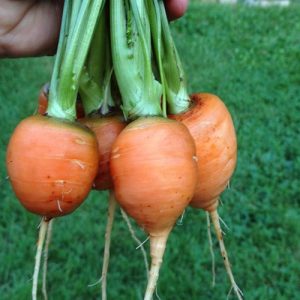 Gói 1g hạt giống cà rốt củ tròn Paris