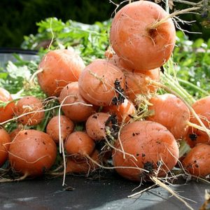 Gói 1g hạt giống cà rốt củ tròn Paris