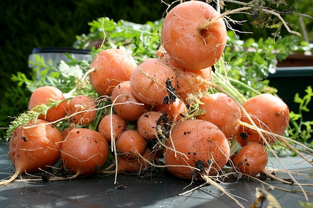 carot-tron Gói 1g hạt giống cà rốt củ tròn Paris