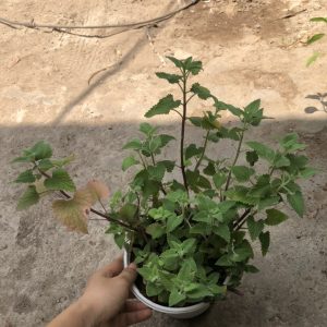 Chậu cây Bạc Hà Mèo - Catnip - Cat Mint