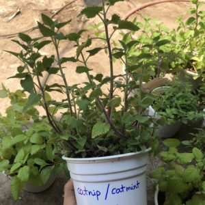 Chậu cây Bạc Hà Mèo - Catnip - Cat Mint