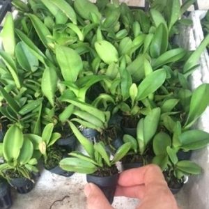 Combo 4 cây giống lan Cattleya hàng TEM chuẩn 4 màu hoa như hình