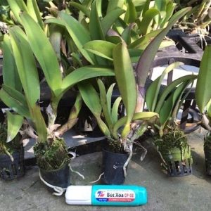 Combo 4 cây giống lan Cattleya hàng TEM chuẩn 4 màu hoa như hình