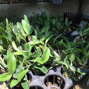 Combo 4 cây giống lan Cattleya hàng TEM chuẩn 4 màu hoa như hình