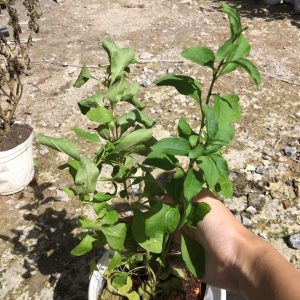 Cây giống Câu Kỷ Tử - Giống dược liệu chịu nhiệt dễ trồng, khoảng 1,5 năm cho trái