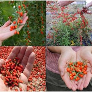 Gói 10  hạt giống Câu Kỷ Tử GojiBerry