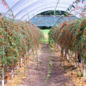 Gói 10  hạt giống Câu Kỷ Tử GojiBerry