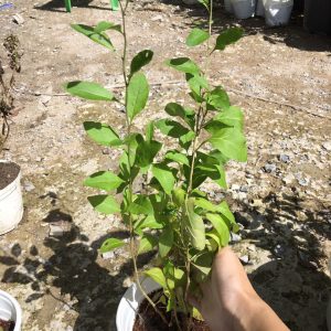 Cây giống Câu Kỷ Tử - Giống dược liệu chịu nhiệt dễ trồng, khoảng 1,5 năm cho trái