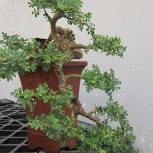 Cây giống Cần Thăng Bonsai mini - CayGiongTot