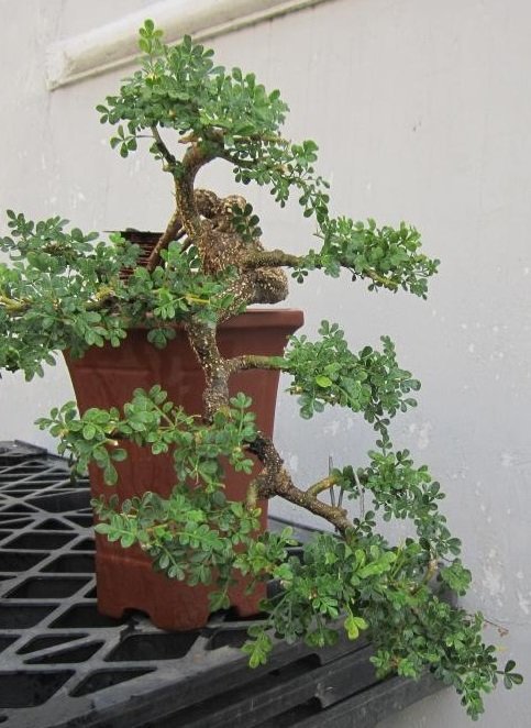 Cây giống Cần thăng bonsai cao 45cm - 50cm - CayGiongTot