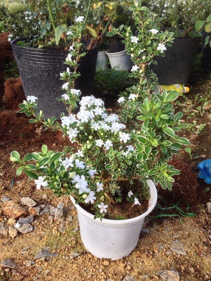 Cây giống Bạch Tuyết Mai bầu đất