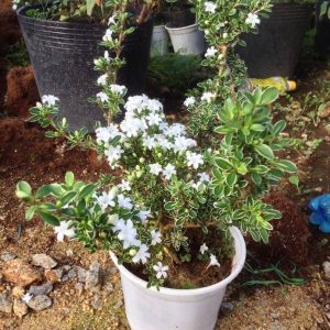 Chậu cây giống Bạch Tuyết Mai dáng bonsai