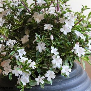 Chậu cây giống Bạch Tuyết Mai dáng bonsai