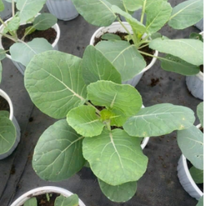 Chậu cây giống bắp cải tí hon Brussels