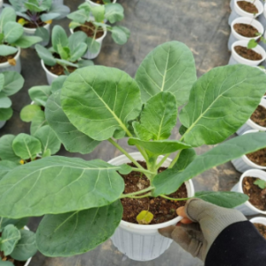 Chậu cây giống bắp cải tí hon Brussels