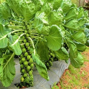 Chậu cây giống bắp cải tí hon Brussels