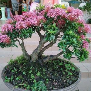 Cây giống Cây Bông Trang (mẫu đơn) - hồng